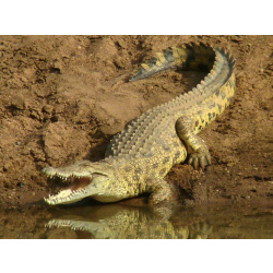 Нильский крокодил