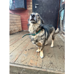 Маленький собачонок, совсем крошка на коротких лапках