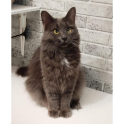 Ласкушка Мушка ищет дом