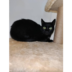 Черничка ищет дом