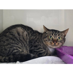 Честер ищет дом