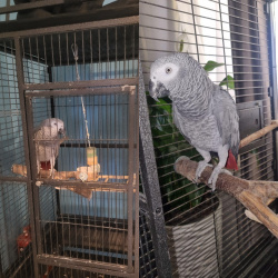 Попугай Жако