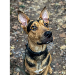 Умный, контактный, игривый Рокки ищет дом!