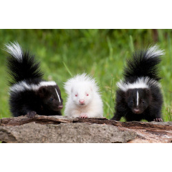 Полосатый скунс