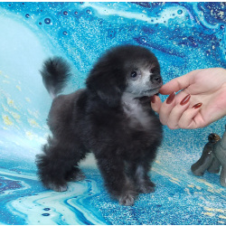 Пуделя щенок той серебристая девочка ДЖЕНТЛИ БОРН ИЛАЙДА