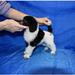 Щенок той пудель арлекин Джентли Борн Пиккер