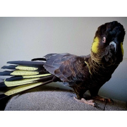 Желтохвостый черный какаду (Zanda funerea) птенцы выкормыши из питомника