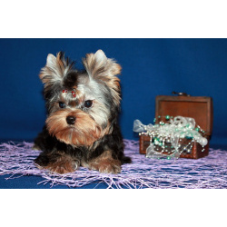 Мальчик Йорк от чемпионов.