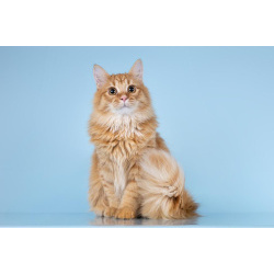 Для рыжего пушистуна по имени Лютик ищем самые добрые руки.