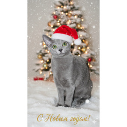 Русские голубые котята с европейскими родословными (от первых РГ императрицы Екатерины II)