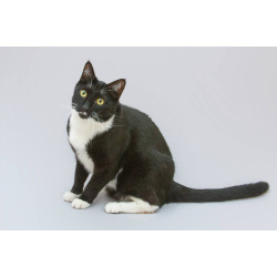 Кот Антошка ищет свою семью.