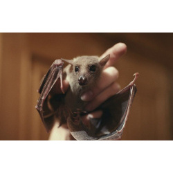 Нильский крылан