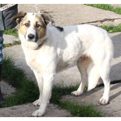 Большая, добрая собака Жасмин в поиске любящей семьи