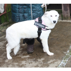 Ласковая , молоденькая девочка Мия ждет свою родную семью!