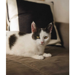 Ариша замечательная кошечка и ей нужен дом!