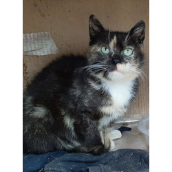 Молодая кошечка Люся ищет дои!