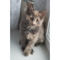 Красивые пушистые котята в добрые руки