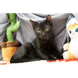 Невероятный ласкушечка котёнок Отелло в добрые руки