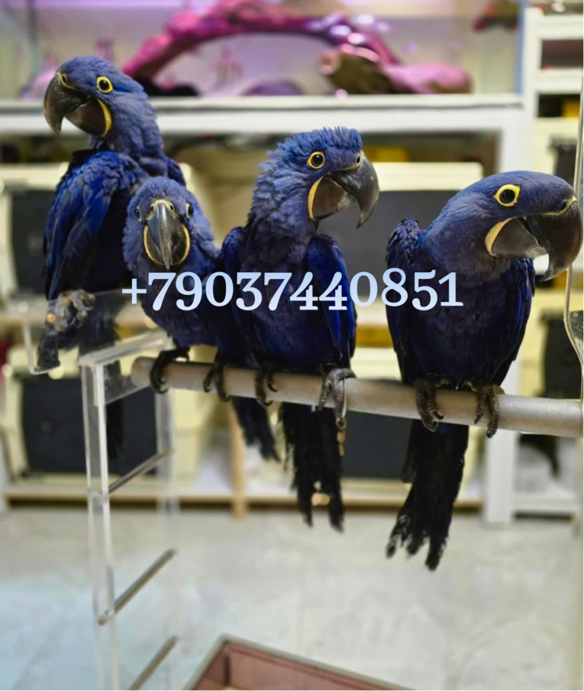 Гиацинтовый ара (Anodorhynchus hyacinthinus) ручные птенцы из питомника