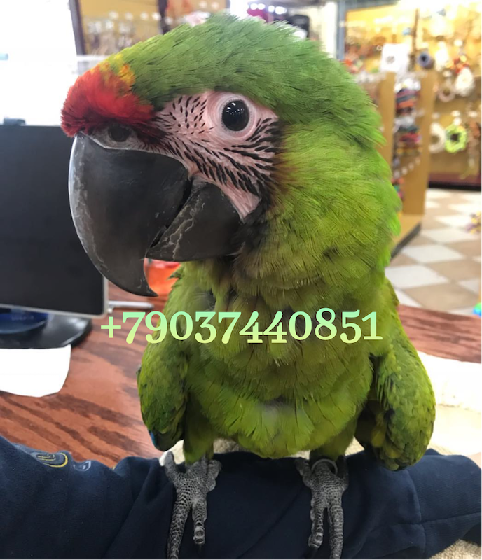 Большой солдатский ара (Ara ambiguus) ручные птенцы из питомника