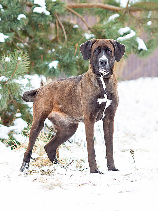 Красавица Лада, молодая добрая семейная собака ищет дом