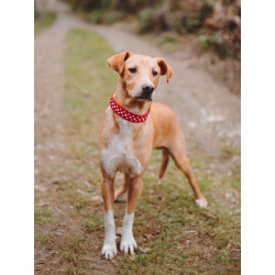 Очаровательный некрупный песик-подросток Вилли ищет семью