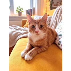 Маленькая дачная сирота ищет дом и человека