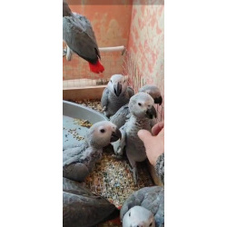 Птенцы попугая Жако
