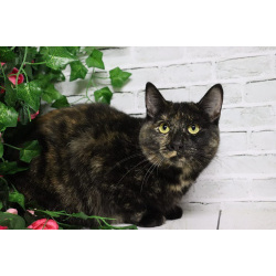 Ищет дом очаровательная Вета