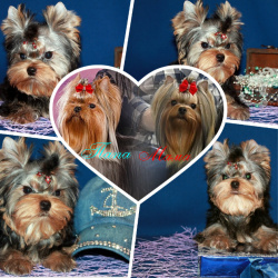 Мальчик Йорк от чемпионов.