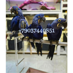 Гиацинтовый ара (Anodorhynchus hyacinthinus) ручные птенцы из питомника