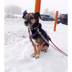 Маленькая хрупкая собачка ищет дом