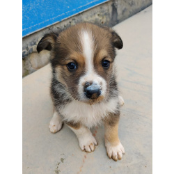 Ласковые щеночки живут в норе. Срочно ищут дома!