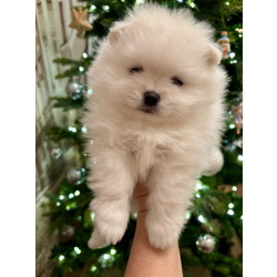 Девочка померанского шпица белая , курносая, очень пушистая с ангельским характером