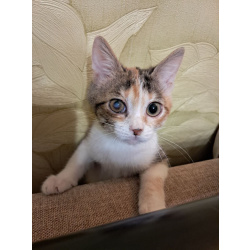 Ищет дом девочка Ириска!