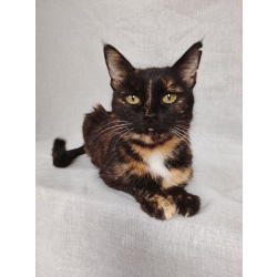 Мурка ищет дом!