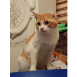 Замечательный котик Пьер Безухов ищет добрый дом!