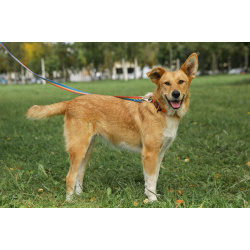 Совершенно чудесная, добрая и милая молодая собака