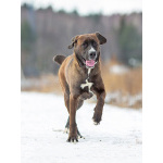 Красавица Лада, молодая добрая семейная собака ищет дом