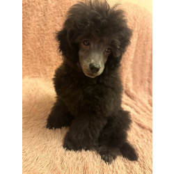 Щенок пуделя миниатюрный мальчик серебристый Джентли Борн Рикки