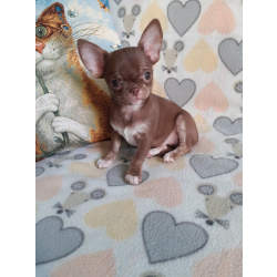 Шоколадная девочка чихуахуа с документами РКФ.