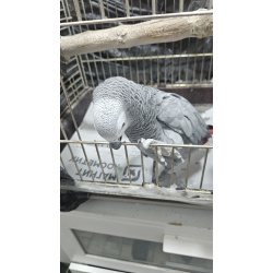 Куплю Жако мальчика