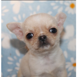 Шикарный мальчик