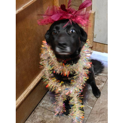 Собака с разноцветными глазами