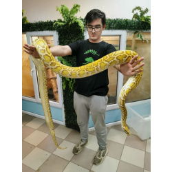 Тигровый питон