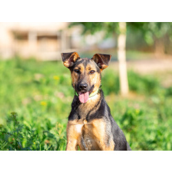 Активная красавица Ива ищет любящую семью!