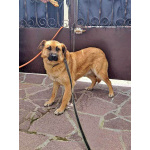 Некрупный солнечный пес Айк ищет дом