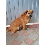 Некрупный солнечный пес Айк ищет дом