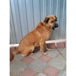 Некрупный солнечный пес Айк ищет дом