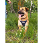 Некрупный солнечный пес Айк ищет дом